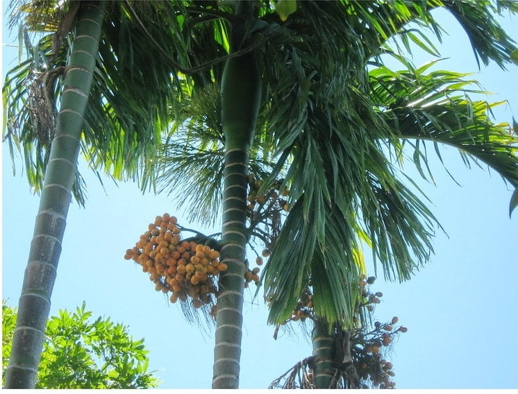 Cây Cau Ăn Trầu (cây cau ta) 10 cây cau ta