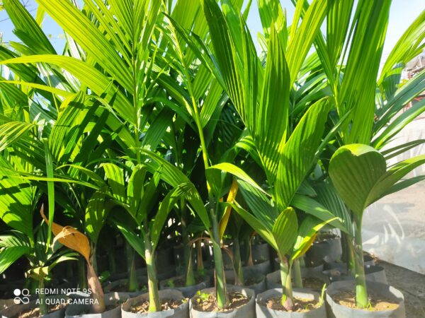 Cây Cau Ăn Trầu (cây cau ta) 12 cây cau ta