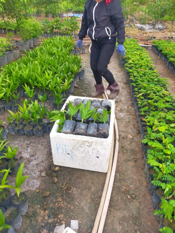 Cây Cau Ăn Trầu (cây cau ta) 13 kỹ thuật trồng cau lấy quả