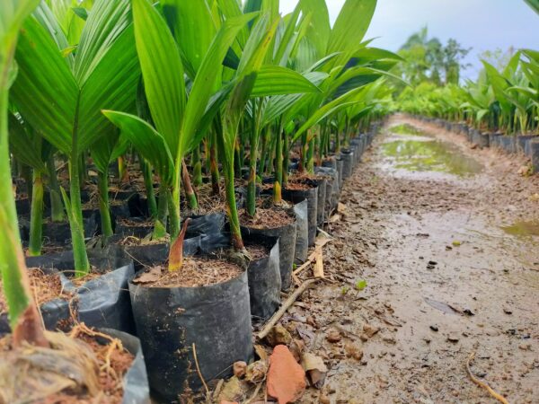 Cây Cau Ăn Trầu (cây cau ta) 14 kỹ thuật trồng cau lấy quả