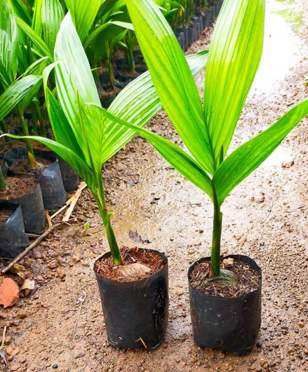 Cây Cau Ăn Trầu (cây cau ta) 16 cây cau giống