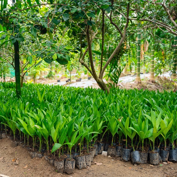 Cây Cau Ăn Trầu (cây cau ta) 15 cây cau giống