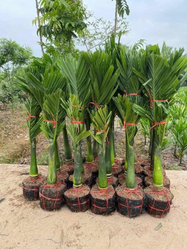 Cây Cau Lùn 7 Cây cau lùn giống