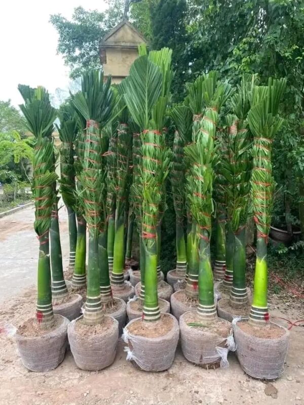 Cây Cau Lùn 6 Cây cau cảnh lùn