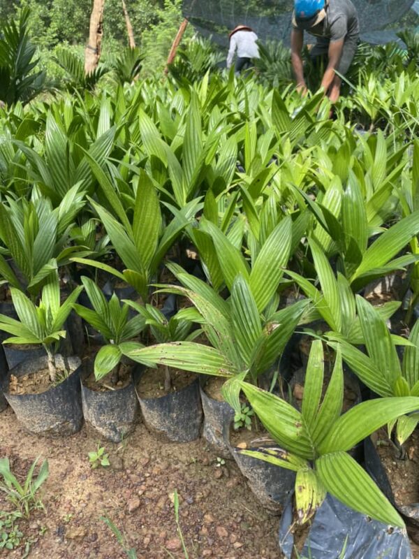 Cây Cau Lùn 4 Cây cau lùn giống