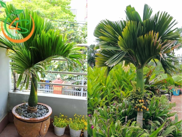 Cây Cau Lùn 8 cây cau lùn