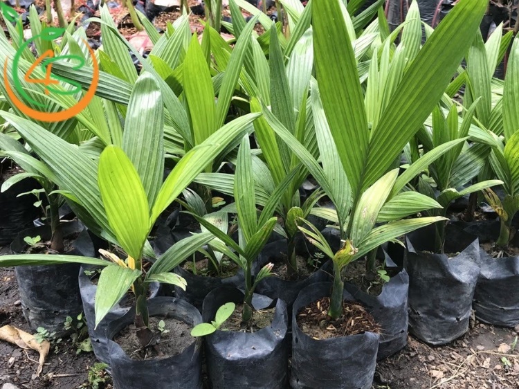 Cây Cau Lùn 9 cây cau lùn giống