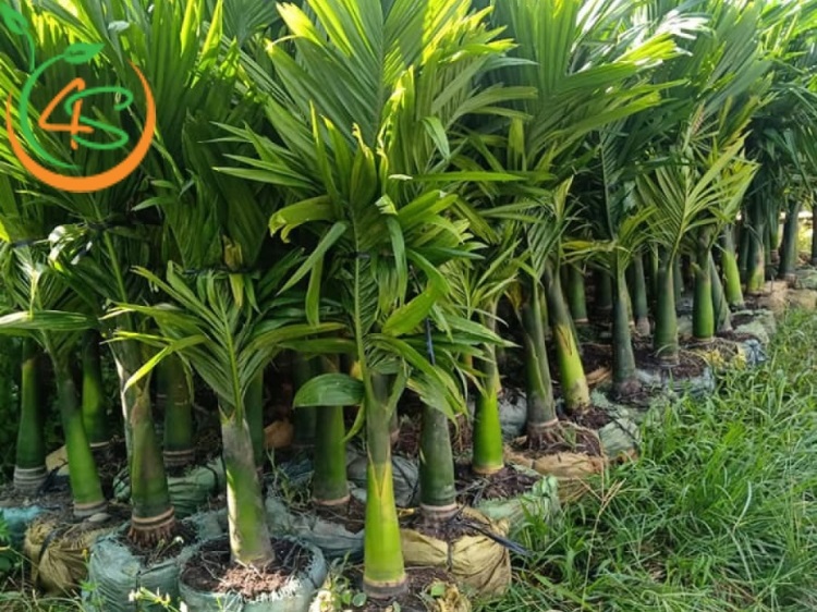 Cây Cau Lùn 10 cây cau cảnh lùn