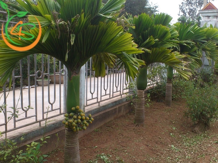 Cây Cau Lùn 11 cây cau cảnh lùn