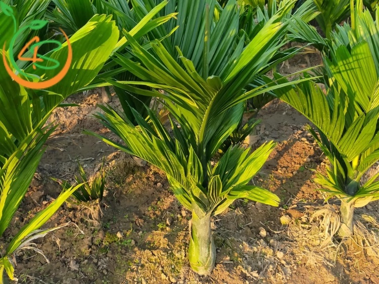 Cây Cau Lùn 12 cây cau lùn giống