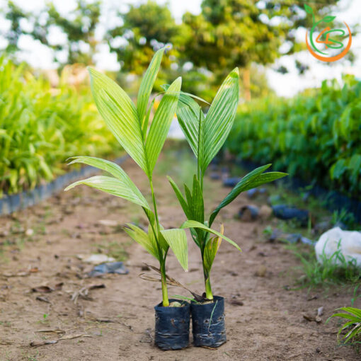 cay-cau-lun-giong-cay-giong-4s