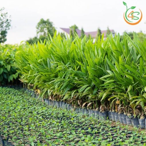 cây cau vua giống