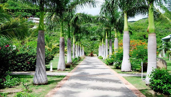 Cây Cau Vua 4 cay-cau-vua-giong