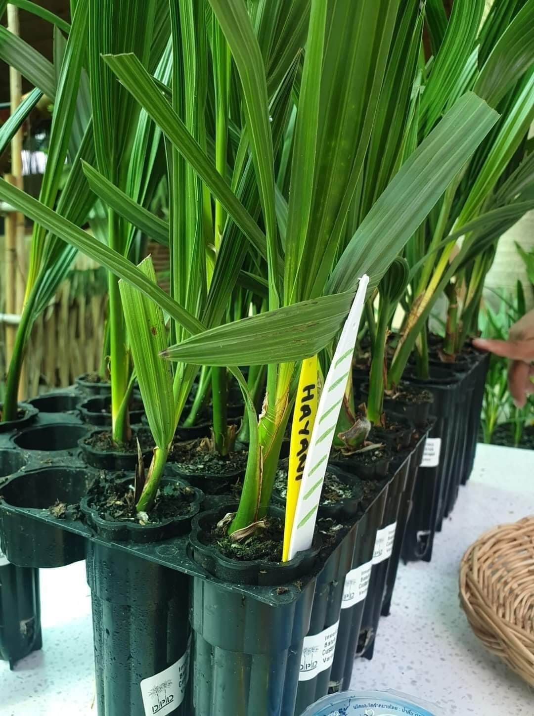 Cây Chà Là 13 Cây chà là cấy mô giống