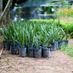 cay-cha-la-giong-cay-giong-4s