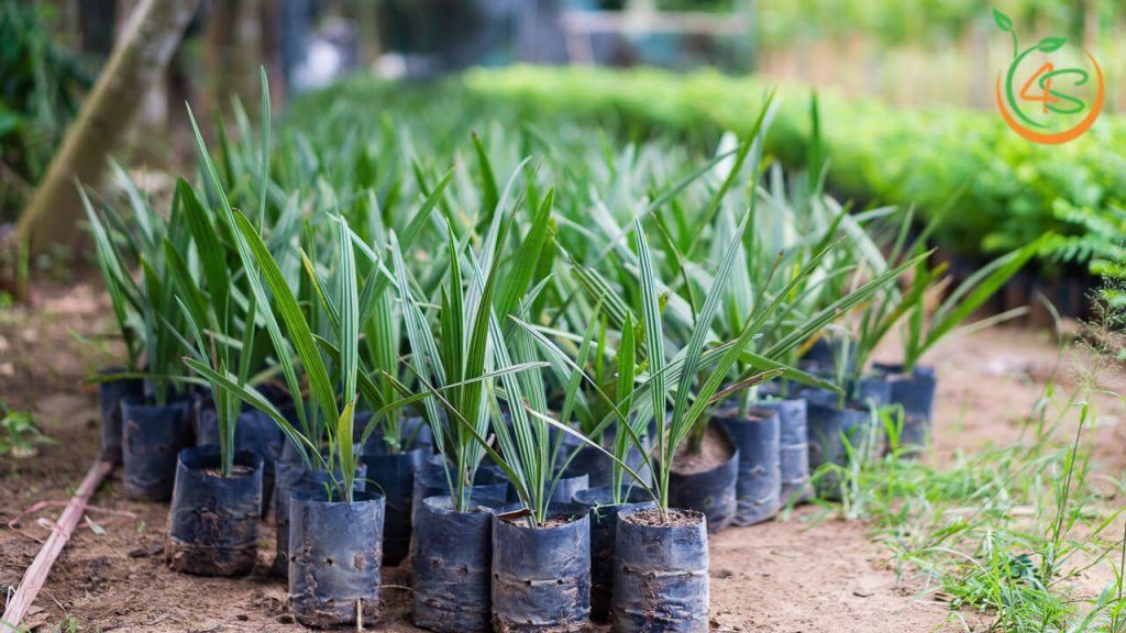 Cây Chà Là 16 Giống cây chà là lấy quả