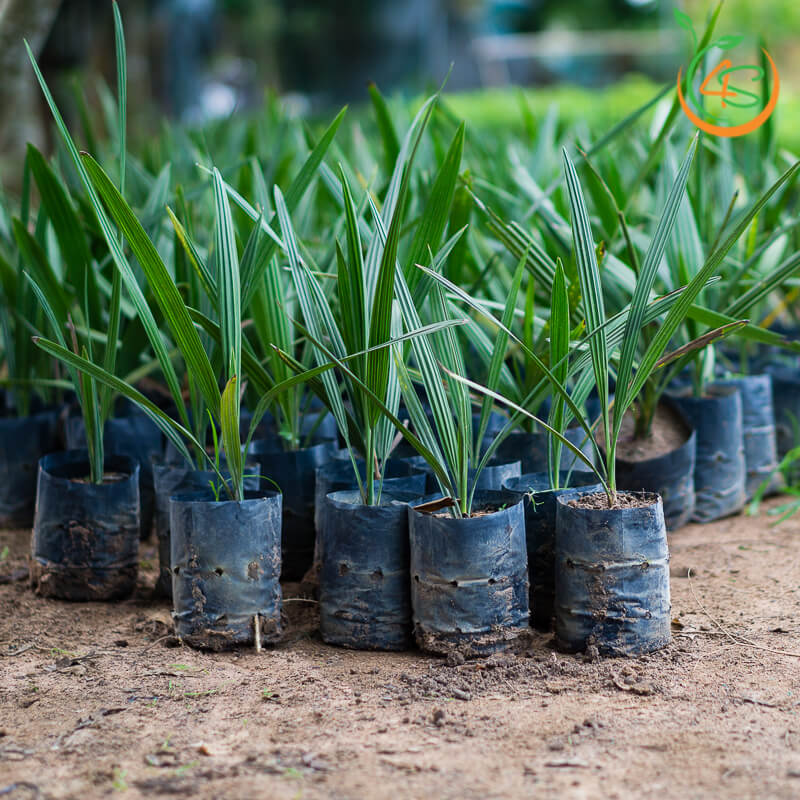 Cây Chà Là 14 Cây giống chà là tại vườn cây giống 4S