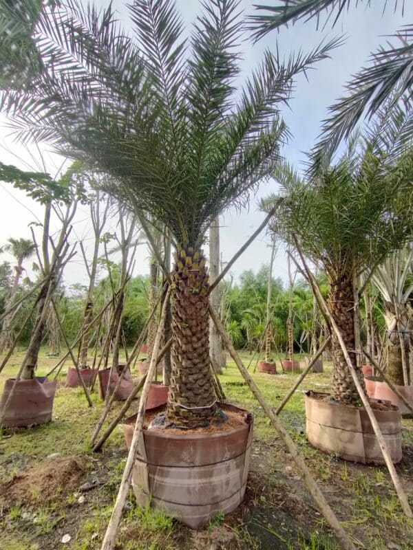 Cây Chà Là 9 Giống cây Chà Là làm cảnh quan