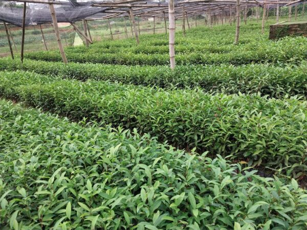 Cây Chè Xanh (trà xanh) 9 cây giống chè xanh