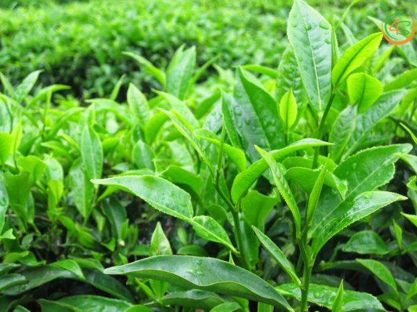 Cây Chè Xanh (trà xanh) 8 cây chè xanh giống