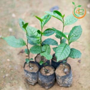 cay-che-xanh-giong-tra-xanh