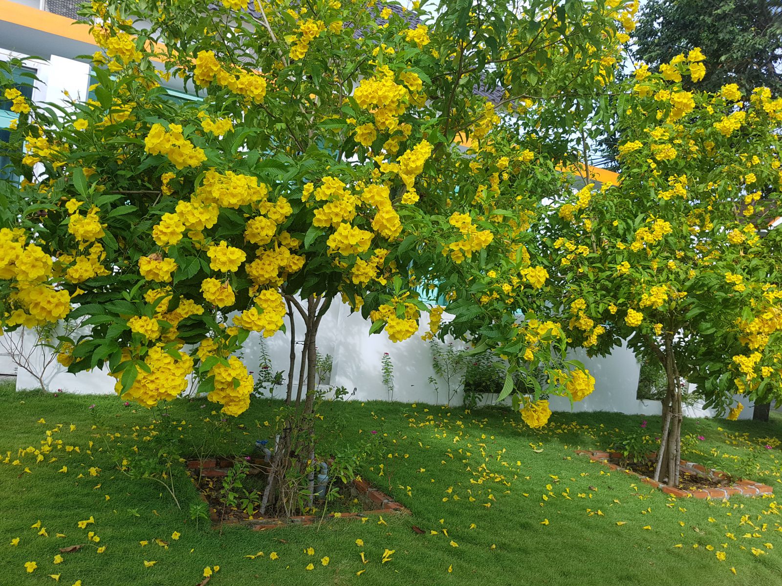 Cây Hoàng Yến 8 cay-chuong-vang