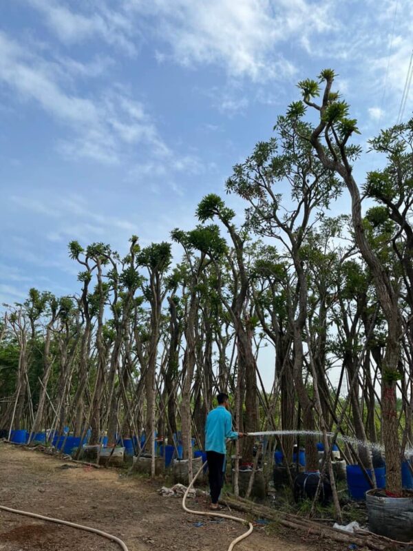 Cây chuông vàng công trình (huỳnh liên) 11 cây chuông vàng thân gỗ