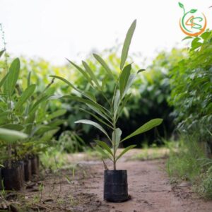 cay-chuong-vang-cay-giong-4s-