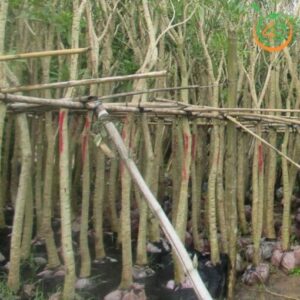 cây chuông vàng công trình bóng mát giá rẻ