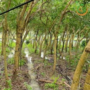 cây chuông vàng công trình bóng mát giá rẻ