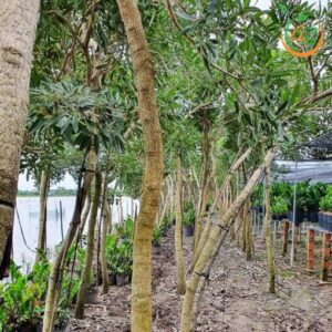 cây chuông vàng công trình bóng mát