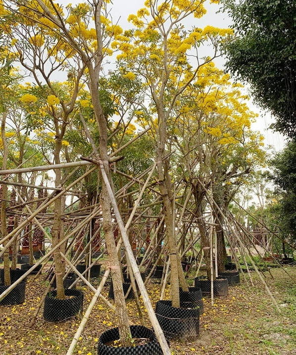 Cây chuông vàng công trình (huỳnh liên) 9 hoa chuông vàng