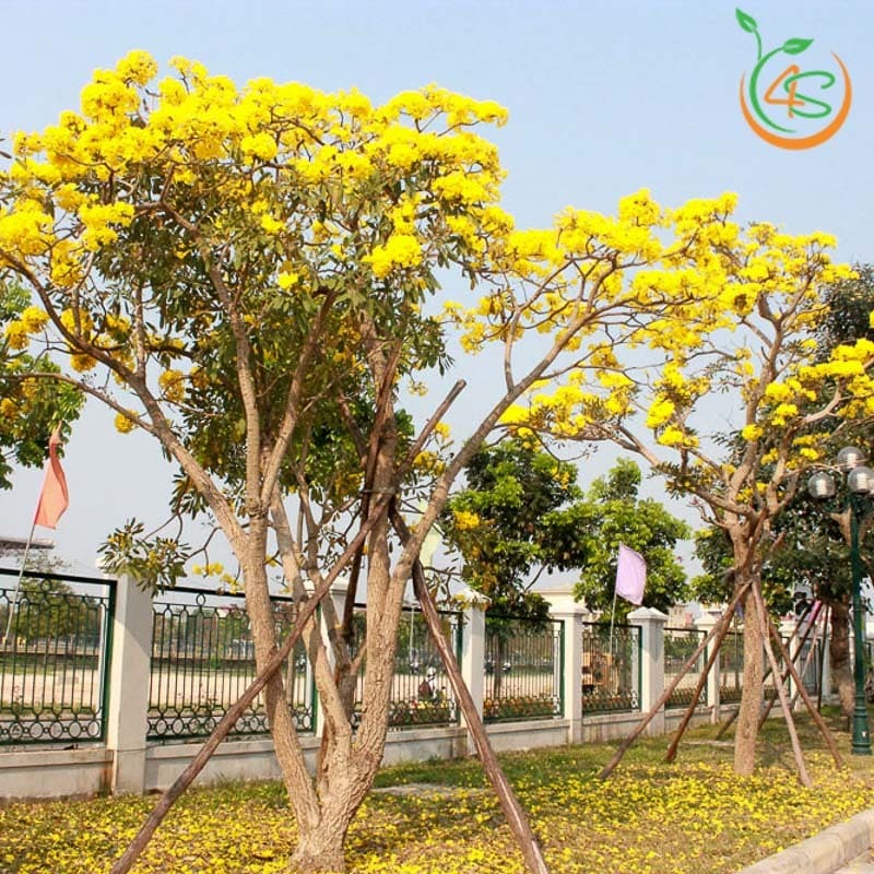 Cây chuông vàng công trình (huỳnh liên) 8 cây chuông vàng