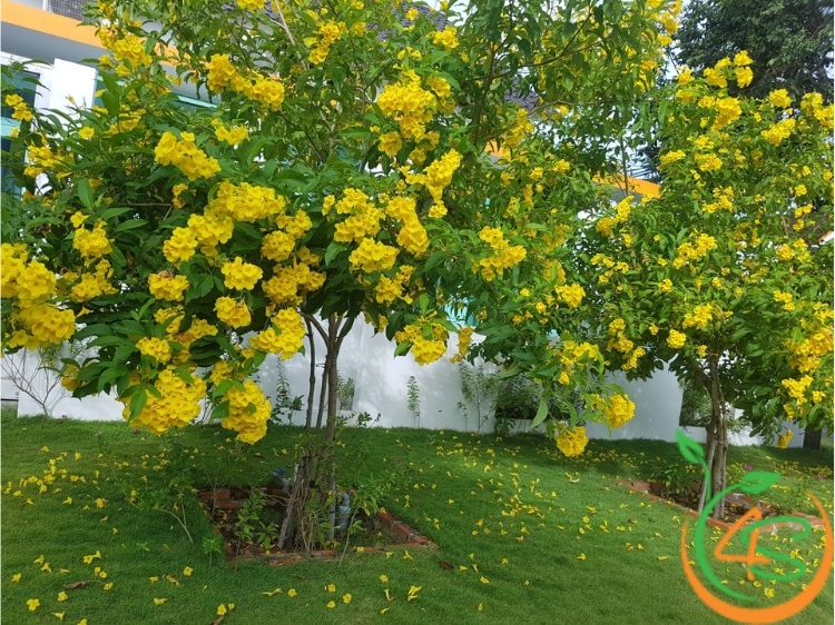 Cây Chuông Vàng (huỳnh liên) 9 cây chuông vàng giống