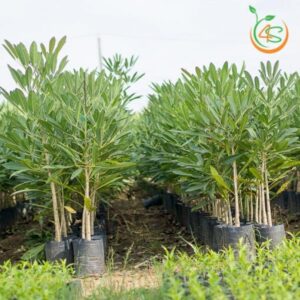 cay-chuong-vang-giong