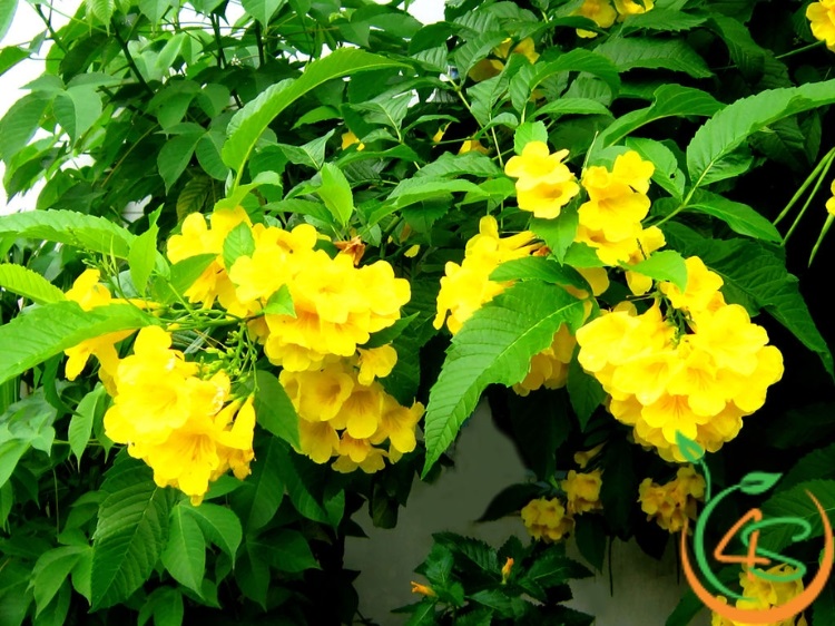 Cây Chuông Vàng (huỳnh liên) 10 cây chuông vàng giống