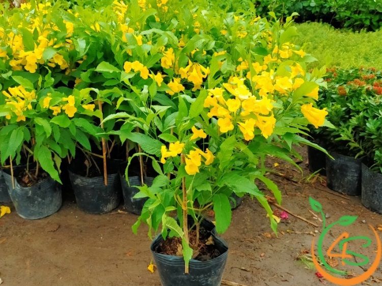 Cây Chuông Vàng (huỳnh liên) 18 cây chuông vàng giống