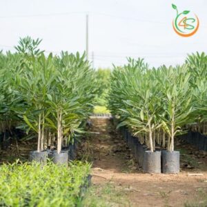 Cây chuông vàng giống