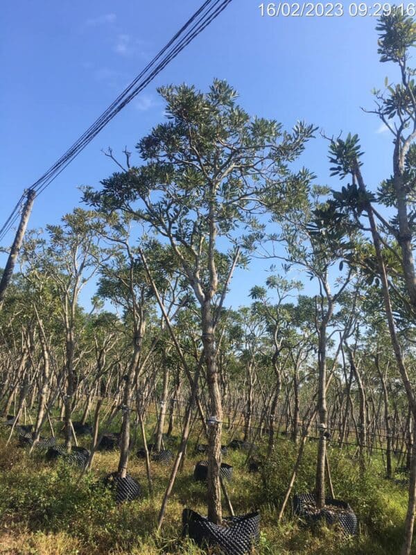 Cây chuông vàng công trình (huỳnh liên) 12 bán cây hoa chuông vàng