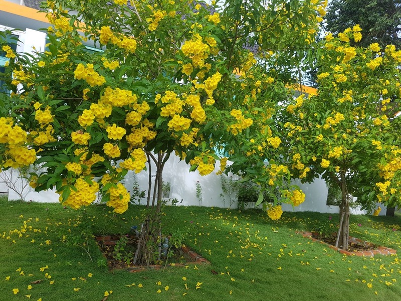 Cây Chuông Vàng (huỳnh liên) 13 Cây chuông vàng đẹp