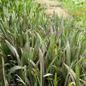 cay-co-bac-cay-ke-bac-cay-giong-4s