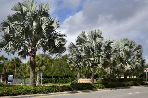 Cây Kè bạc (Cây cọ bạc) 10 Cây cọ bạc