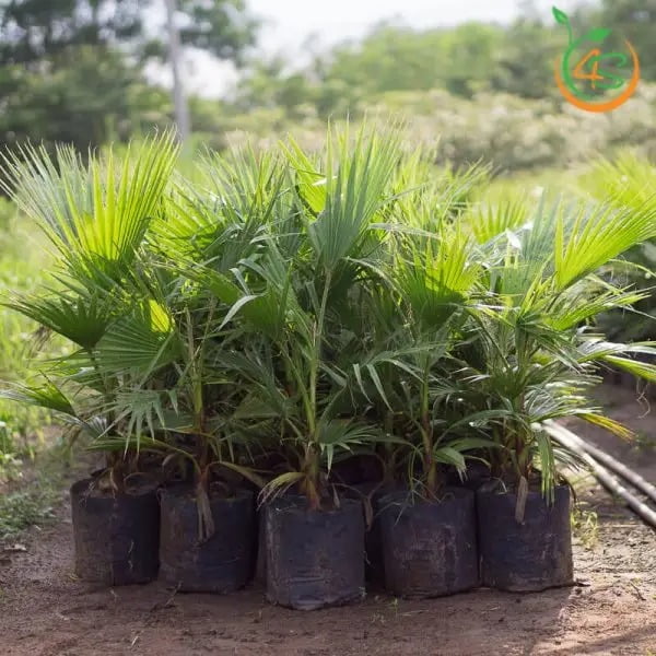 Cây Cọ Chỉ (cây cọ Mỹ) 11 cậy cọ chỉ