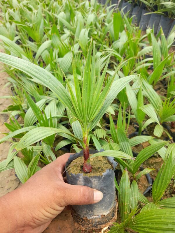 Cây Cọ Chỉ (cây cọ Mỹ) 10 cây cọ chỉ giống tại vườn - Cây giống 4S