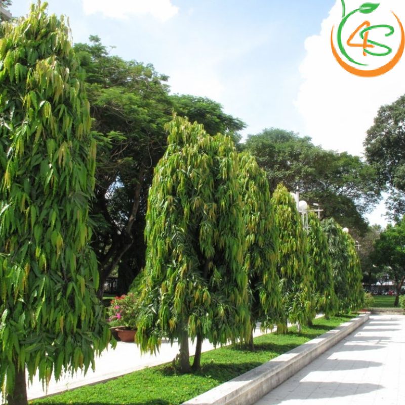 Cây hoàng nam công trình (liễu Ấn Độ) 6 cay-cong-trinh-hoang-nam-cong-vien