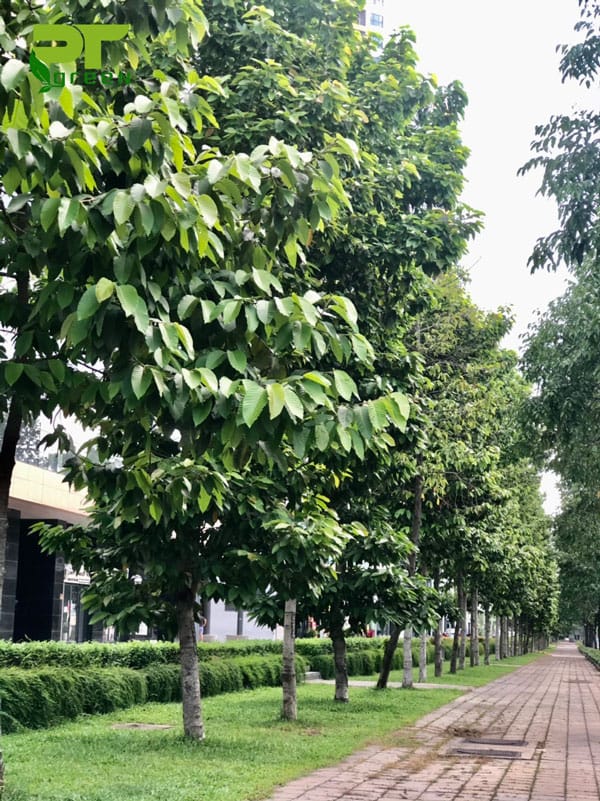 Cây dầu rái công trình 9 cay dau rai 1