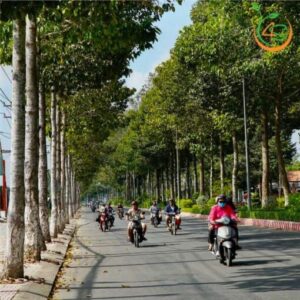 cây dầu rái công trình bóng mát giá rẻ