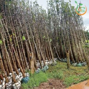 cây dầu rái công trình bóng mát