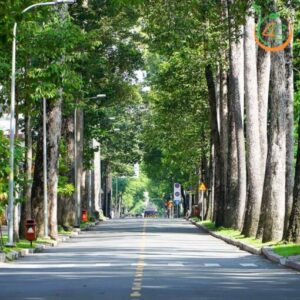 cây dầu rái công trình giá rẻ