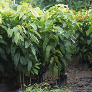 cay-dau-rai-giong-4s-2